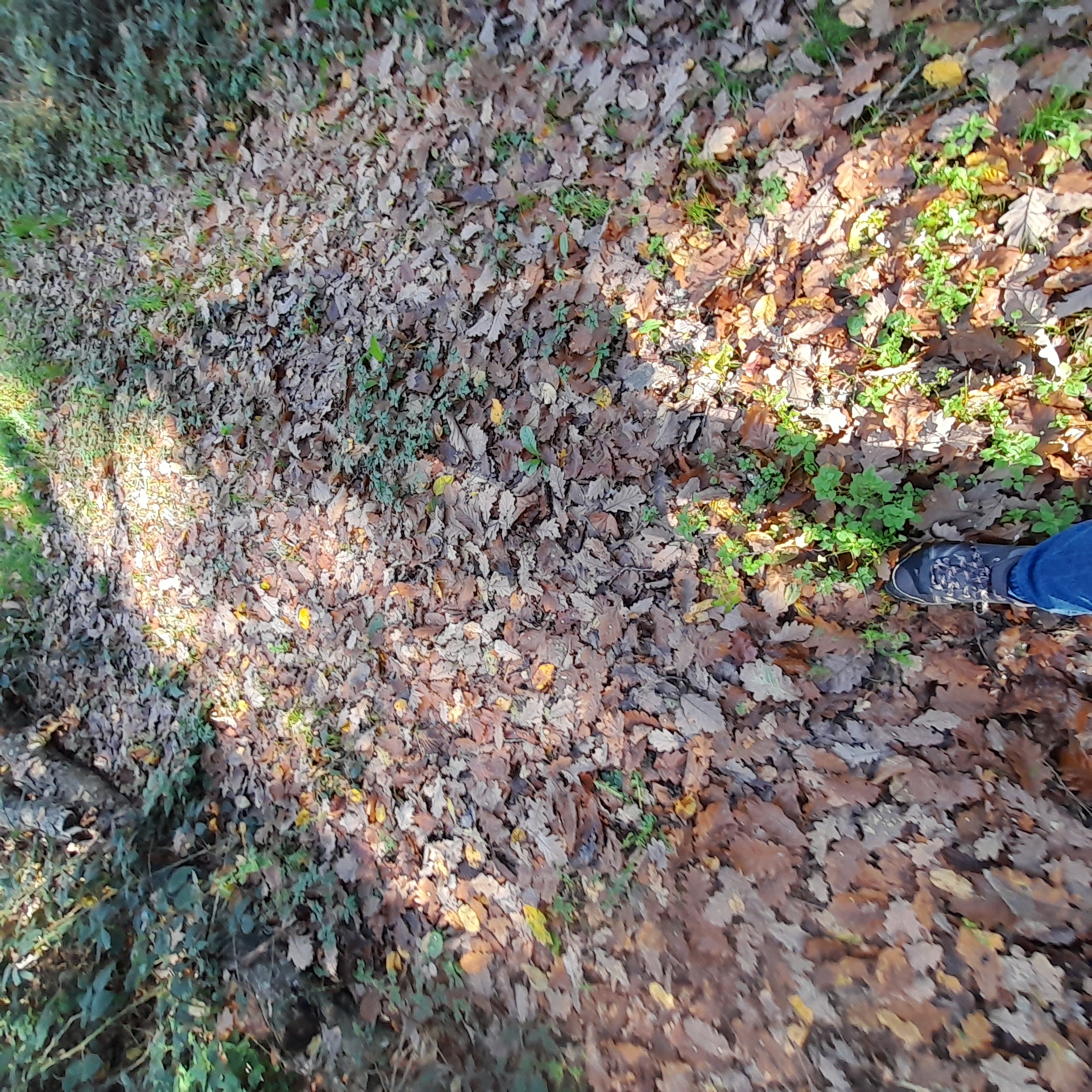 Ma saison (en écho au texte de Johan 22/10/25)